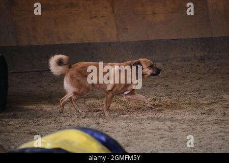 Gare di agilità, gare sportive con il cane per migliorare il contatto con il proprietario. Rosso capelli allegro grande soffice mongrel di razza mista corre allegro Foto Stock