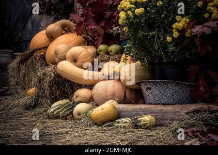 Zucche disposte su balle di paglia accanto ad una porta fienile Foto Stock