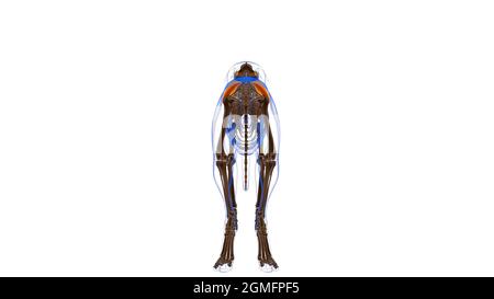 Gluteus Medius Muscle Dog Muscle Anatomy for Medical Concept 3D Illustration Foto Stock