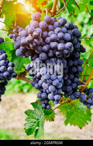 il sole splende attraverso un vigneto con uve blu Foto Stock