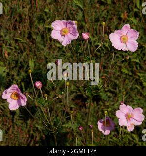 Fiori rosa di Anamone x Hybrid visto contro una siepe verde a fine estate. Foto Stock