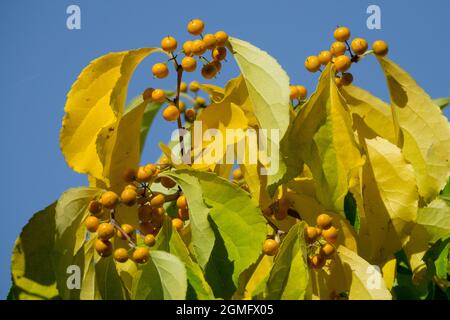 Celastrus scandens, American Bittersweet Berries all'inizio dell'autunno Foto Stock