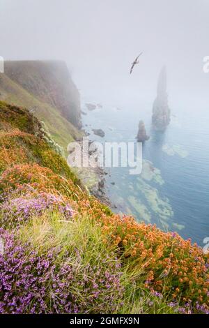 Heather e SEA FRET alle pile di Duncansby vicino a Duncansby Head, vicino a John o Groats, Caithness, nel nord-est della Scozia. Foto Stock
