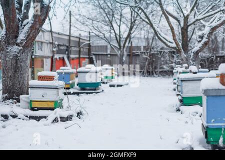 Colourful alveari su apiary in inverno si levano in piedi nella neve fra gli alberi innevati. Alveari in apiario ricoperti di neve in inverno all'alba gelida o al tramonto Foto Stock