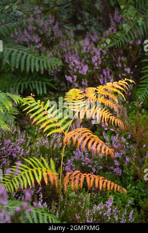 Bracken con facciate che girano in oro, colori dell'inizio dell'autunno sull'ormeggio con erica di fine estate che fiorisce sullo sfondo nella campagna inglese. Foto Stock