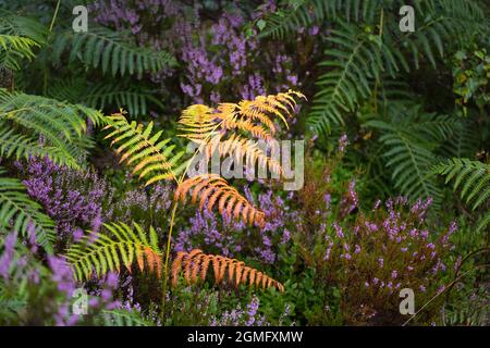 Bracken con facciate che girano in oro, colori dell'inizio dell'autunno sull'ormeggio con erica di fine estate che fiorisce sullo sfondo nella campagna inglese. Foto Stock