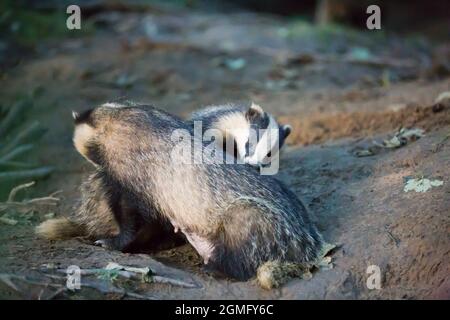 I badgers si grooming e l'uno accanto al loro sett o den in e bosco inglese in estate Foto Stock