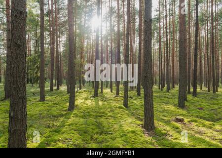 Alta pineta. Tronchi di alberi sottili, alti e marroni. Foto Stock