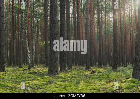 Alta pineta. Tronchi di alberi sottili, alti e marroni. Foto Stock