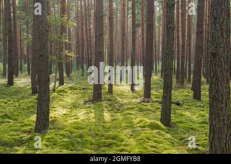 Alta pineta. Tronchi di alberi sottili, alti e marroni. Foto Stock