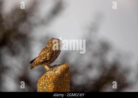 Piccolo gufo che si posa nel suo habitat naturale Foto Stock