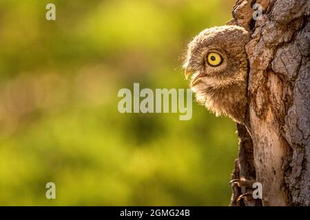 Piccolo gufo che guarda fuori dal suo buco Foto Stock