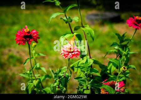 La bella farfalla del frantillario raccoglie nettare sul fiore di Zinnia nel giardino. Speyeria aglaja, Argynnis aglaja farfalla della famiglia Nymphalidae. N Foto Stock