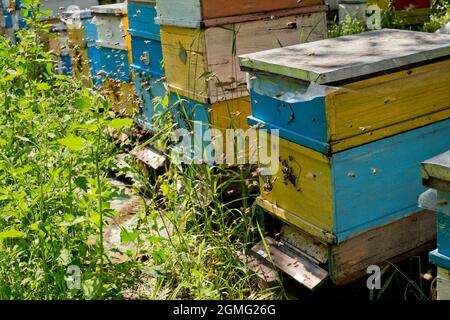 Fila di alveari colorati sulla foresta glade. Le api ritornano all'alveare dopo il flusso di miele. Guardia delle api nell'ingresso dell'alveare. Sciame sortito prontamente Foto Stock