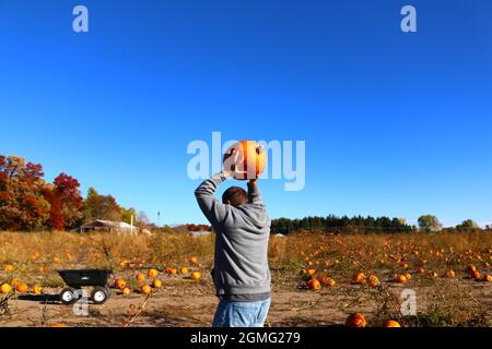 Raccolta della zucca del Minnesota Foto Stock