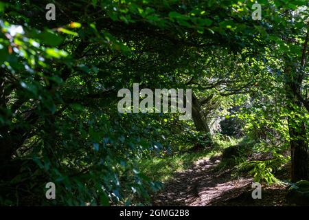 Guardando verso l'alto la tettoia dell'albero principalmente degli aceri della foglia grande, Edinburgh Scozia Regno Unito Foto Stock