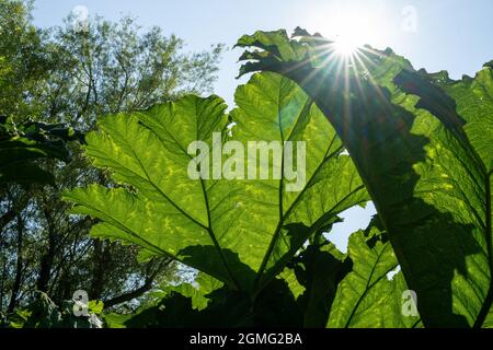 Guardando verso l'alto la tettoia dell'albero principalmente degli aceri della foglia grande, Edinburgh Scozia Regno Unito Foto Stock