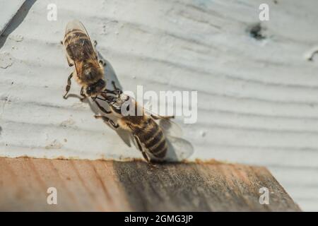 Due api trasmettono informazioni vicino al volo. Le api toccano le lingue e ritornano all'alveare dopo il flusso di miele. Ape-guardia in ingresso alveare. SWA Foto Stock