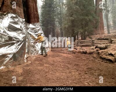 Three Rivers, Stati Uniti. 17 settembre 2021. I vigili del fuoco utilizzano un involucro strutturale ignifugo per proteggere la base del General Sherman Tree dal fuoco selvaggio del complesso KNP nei parchi nazionali di Sequoia & Kings Canyon il 17 settembre 2021 a Three Rivers, California. Il massiccio fuoco ha bruciato 18,000 ettari e ha raggiunto il bordo di un boschetto storico di sequoia gigante alberi. Credit: Handout/National Interagency Fire Center/Alamy Live News Foto Stock