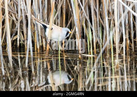 Specchio a ribobinatura a bearded maschio nel lago Neusiedel Foto Stock