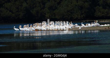 Un grande baccello di Pelicans bianchi riposa sulla terra al bordo dell'acqua Foto Stock