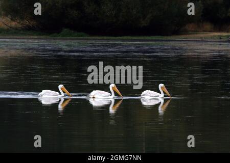 Tre Pellicani di Pentecoste nuotano pigriosamente sul lago mostrando riflessi identici Foto Stock