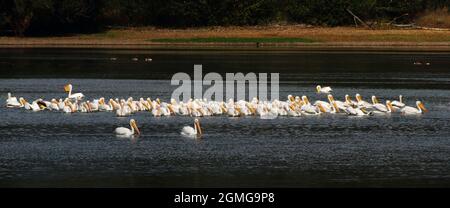 Una grande cialda di Pelicans bianchi deriva lentamente sul lago al punto di osservazione per il pesce Foto Stock