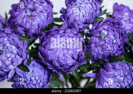 Bouquet di crisantemi blu primo piano su sfondo sfocato. Foto Stock