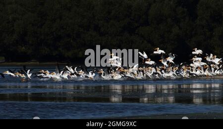 Una cialda di 100 pellicani deriva sul lago mentre cerca il pesce Foto Stock