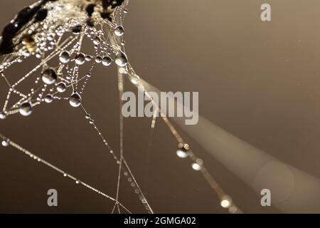 Sfondo astratto naturale con gocce di rugiada che brillano al sole su una ragnatela. Foto Stock