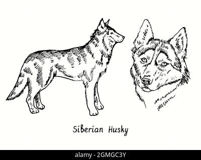 Vista laterale e testa della collezione Siberian Husky. Disegno in bianco e nero in legno. Foto Stock