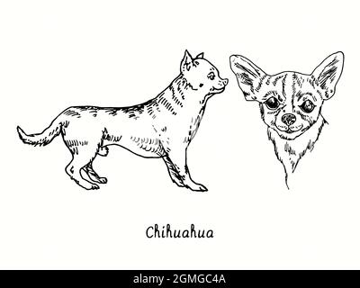 Collezione Chihuahua con vista laterale e testa in piedi. Disegno in bianco e nero in legno. Foto Stock