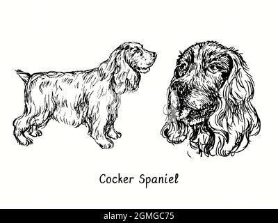 Collezione Cocker Spaniel con vista laterale e testa in piedi. Disegno in bianco e nero in legno. Foto Stock
