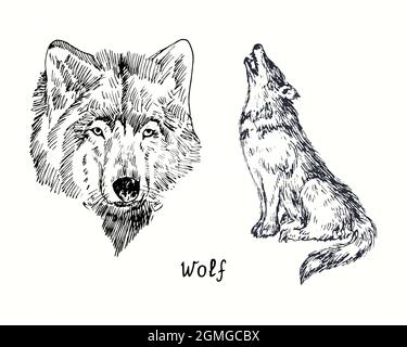 Wolf collezione muso vista frontale e seduta esulante vista laterale. Disegno in bianco e nero in legno. Foto Stock