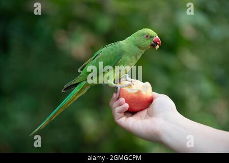 Parakeet femminile con collo ad anello, Psittacula krameri, che si nutrono di mela dalla mano di una persona, Hyde Park, Londra, Regno Unito, Isole britanniche Foto Stock
