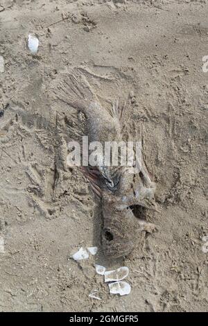 Un pesce morto e le conchiglie rotte su una spiaggia. Foto Stock
