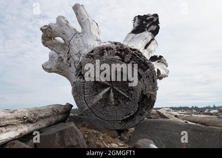 Alberi soleggiati e tumbled sulla spiaggia di Firenze, Oregon. Foto Stock