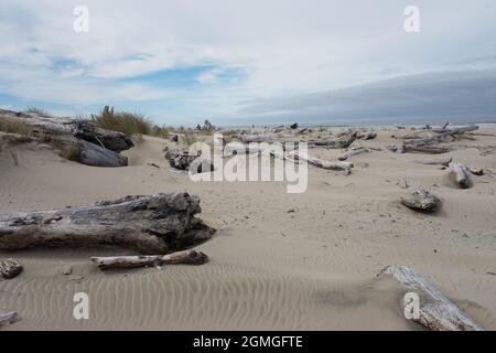 Alberi soleggiati e tumbled sulla spiaggia di Firenze, Oregon. Foto Stock
