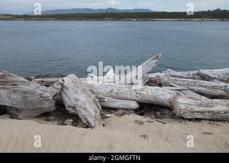 Alberi soleggiati e tumbled su una spiaggia vicino al fiume Siuslaw a Firenze, Oregon. Foto Stock