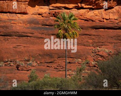 Livistona Palm Tree, Livistona mariae, conosciuta anche come palma rossa di cavolo nell'Outback Central Australia. Foto Stock