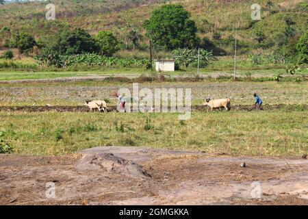 Due agricoltori stanno facendo un giro di terra mentre il loro aratro viene tirato dal bestiame sulla terra pianeggiante, in una giornata di sole nella Guinea interna, in Africa occidentale. Foto Stock