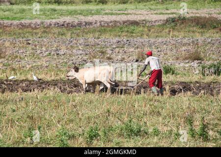 Un uomo sta ribaltando il terreno con un aratro tirato sul terreno pianeggiante di una fattoria nella Guinea interna, Africa occidentale, in una giornata di sole. Foto Stock