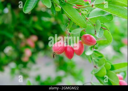 alberi di karanda thailandesi con molti frutti di bosco Foto Stock