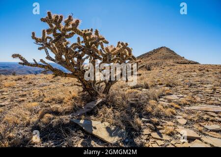 Picchiato su Cholla Cactus siede a Flat Mesa nel Parco Nazionale delle Montagne Guadalupe Foto Stock