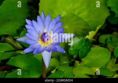 viola acqua illy, viola fiore di loto con polline giallo con sfondo verde pad Foto Stock