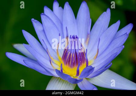 viola acqua illy, viola fiore di loto con polline giallo con sfondo verde pad Foto Stock