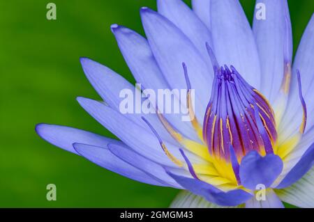 viola acqua illy, viola fiore di loto con polline giallo con sfondo verde pad Foto Stock