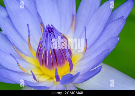 viola acqua illy, viola fiore di loto con polline giallo con sfondo verde pad Foto Stock