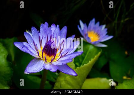 acqua violetta illy, fiore viola di loto con polline giallo coperto da piccole gocce di pioggia con pad verde e piccola puddle sullo sfondo Foto Stock