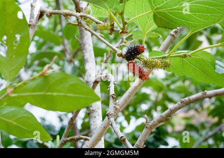 mulberry pronto a mangiare sugli alberi Foto Stock